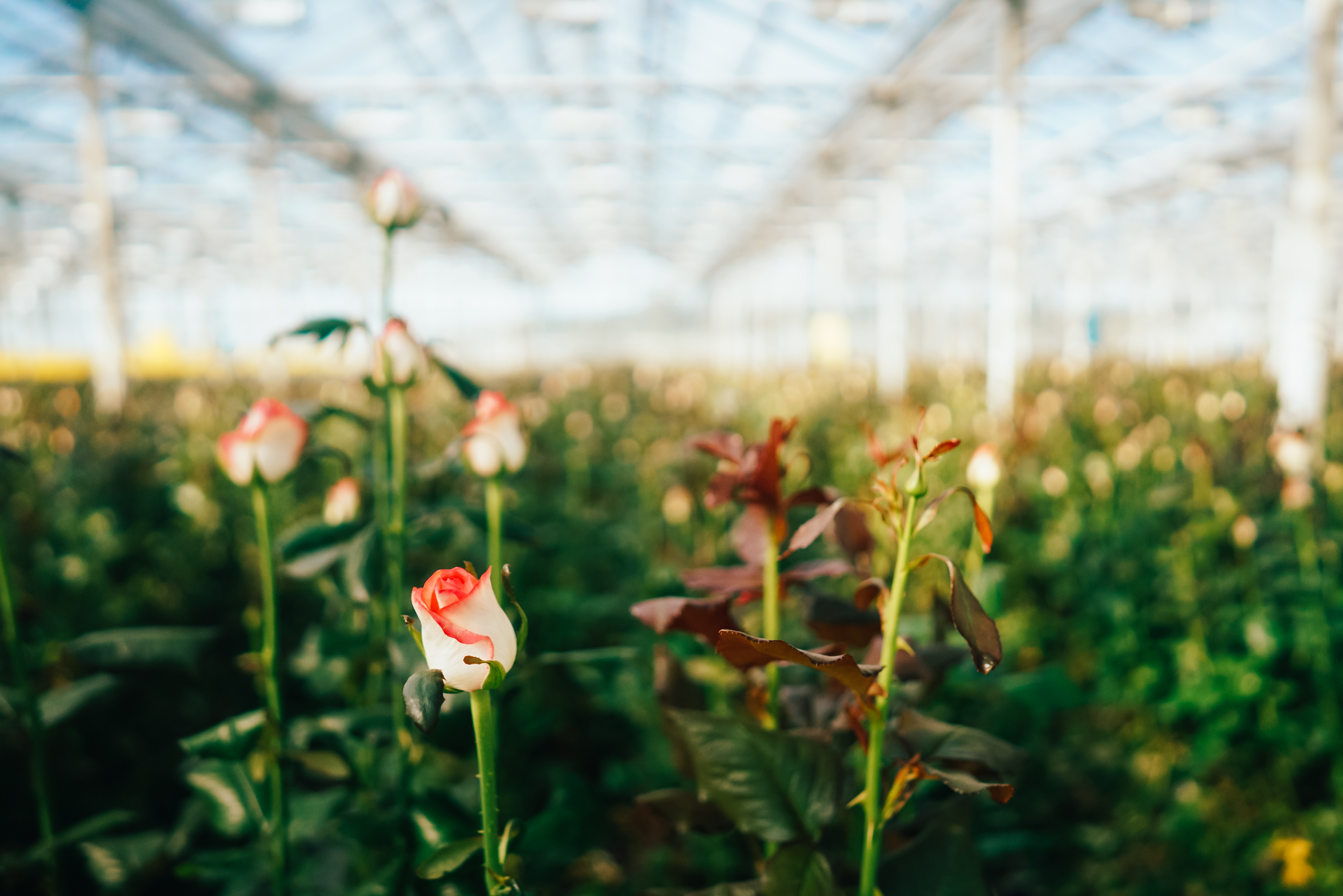 La Revolución de la Nutrición Vegetal: Cómo la Espectroscopía Puede Diagnosticar el Estado Nutricional de las Rosas